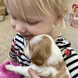 Cavalier King Charles Spaniel Puppies from HiCaliber Cavaliers