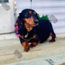Maya - Dachshund