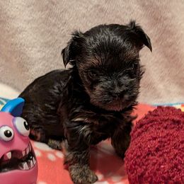 Autumn - Black and gold female Yorkshire Terrier puppy in Gatesville, Texas from KontryKritterz Yorkies