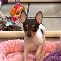 Toy Fox Terrier Puppies from Ultra Quest Show Dogs