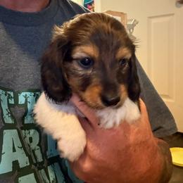 Boy 2 - Red male Dachshund puppy in Paisley, Florida from Pantheon Dachshunds