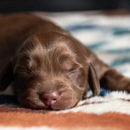 Ron - Chocolate and tan male Dachshund puppy in Momence, Illinois from Happy Little Doxies
