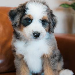 Galaxy - male Australian Mountain Doodle puppy in Lafayette, Missouri from Brick House Farm Doodles