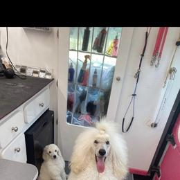 Poodle All Grown Up from Purley Poodles