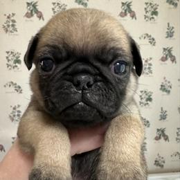 Green - Fawn male Pug puppy in Hemet, California from Greek God Pugs