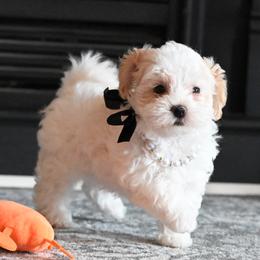 Diane - White female Maltipoo puppy in Guthrie, Kentucky from Happy Tail Puppies