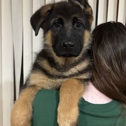 Mr Brown - Black and red male German Shepherd puppy in Lawton, Michigan from Free Indeed Shepherds