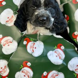 English Springer Spaniel Puppies from Willow Creek Farms