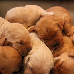 Golden Retriever Puppies from Oak Hill Kennels