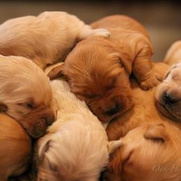 Golden Retriever Puppies from Oak Hill Kennels
