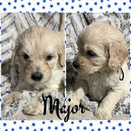 Major - Cream male Goldendoodle puppy in Ankeny, Iowa from Iowadoodles2love