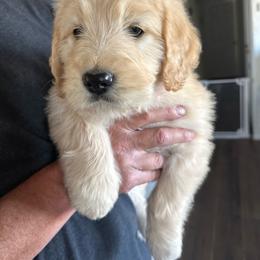 Chimera - female Golden Mountain Doodle puppy in Calhan, Colorado from Snowy Goldens LLC