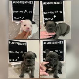 French Bulldog Puppies from LMD Frenchies
