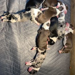 "Rivers 1st litter" Australian Shepherd Puppies from Rusty Creek Aussies