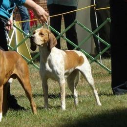Maevis - American English Coonhound