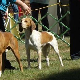 Maevis - American English Coonhound