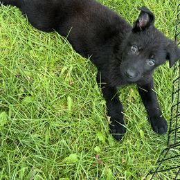 German Shepherd Puppies from Bolwerk’s 3B Acres