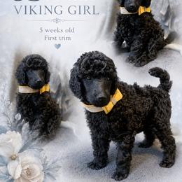 Yellow - Black female Poodle puppy in Louisville, Kentucky from Borealis Poodles