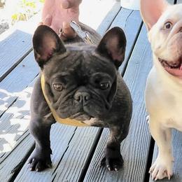 Katao - French Bulldog