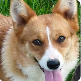 American Corgis and Pembroke Welsh Corgis from Bonderosa Kennels