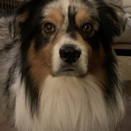 Jedi - Australian Shepherd