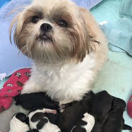Shih Tzu Puppies from LaDawn’s Little Lions