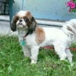 Red - Shih Tzu
