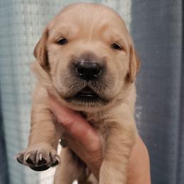 Ms. Lime Green - Golden female Golden Retriever puppy in Mocksville, North Carolina from Hunting Creek Kennels & Farm