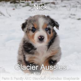 Nick - Blue merle male Australian Shepherd puppy in Kila, Montana from Glacier Aussies