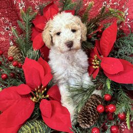 Kern - Cream male Labradoodle puppy in Somerset, California from Annie’s Animals
