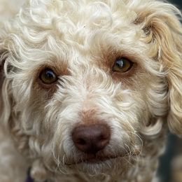 Dachshunds and Poodles from Stocktons Doxies & Poodles