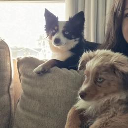Miniature Australian Shepherds from KHA