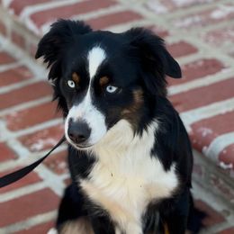 Ric - Miniature Australian Shepherd