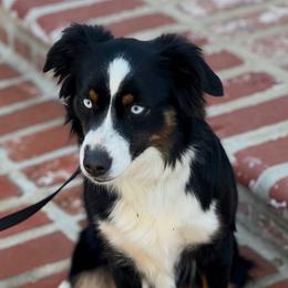 Ric - Miniature Australian Shepherd