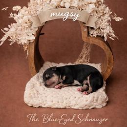 Mugsy - Black and silver male Miniature Schnauzer puppy in Winter Haven, Florida from The Blue Eyed Schnauzer
