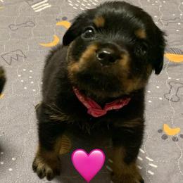 Pink collar - Black and mahogany female Rottweiler puppy in Cleveland, Tennessee from Thomas Rotts