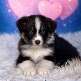 Dasher - Red tri-color male Australian Shepherd puppy in Howardsville, Virginia from Spectacular Aussies and Cavaliers
