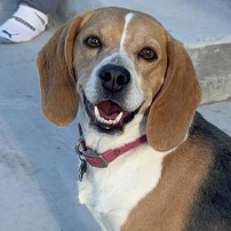 Beagles from Brittney Knackstedt