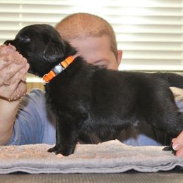 Male 3 - Black male Labrador Retriever puppy in Murrieta, California from The Golden Leash Kennels
