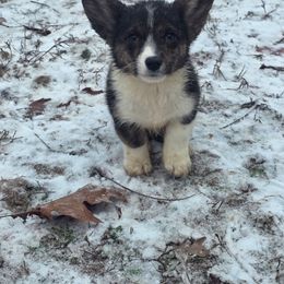 Troll - Black and white male Cardigan Welsh Corgi puppy in Bland, Missouri from Shadey Lane Corgis