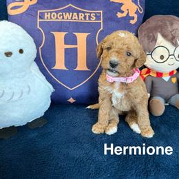 Hermione - Red  female Goldendoodle puppy in Conroe, Texas from Tails of Cypress