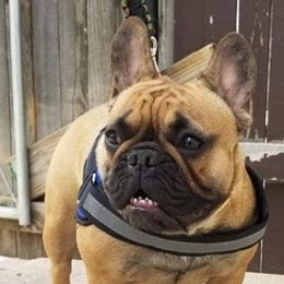 French Bulldogs from Guillermo García-Amaro's French Bulldogs