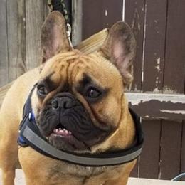 French Bulldogs from Guillermo García-Amaro's French Bulldogs