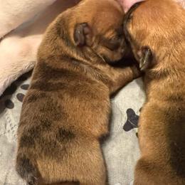 Boy 2 - Fawn male French Bulldog puppy in Litchfield, Ohio from Rock N’ Roll Frenchies