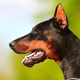 Doberman Pinschers from De Mata Dobermann Kennel