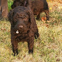 Poodle Puppies from Mountain Ridge Poodles