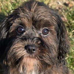 Lolly - Sable female Cavapoo puppy in Lebanon, Kentucky from Mosaic Merle Doodles