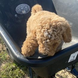 Goldendoodle All Grown Up from Dana Walters
