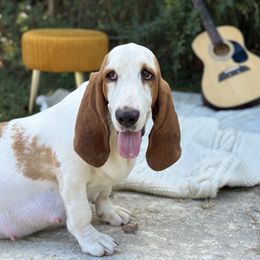 Birdie - Basset Hound