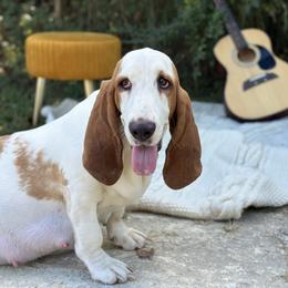 Birdie - Basset Hound